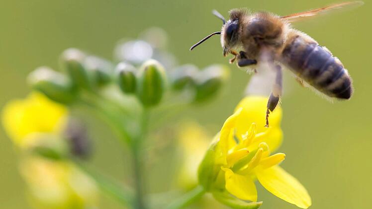 Bienen freuen sich über duftende Kräuter. Foto: dpa