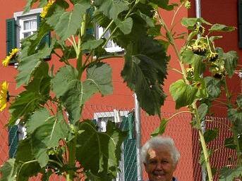 3,60-Meter-Blume