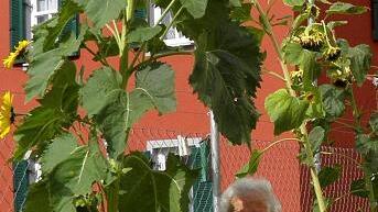 3,60-Meter-Blume