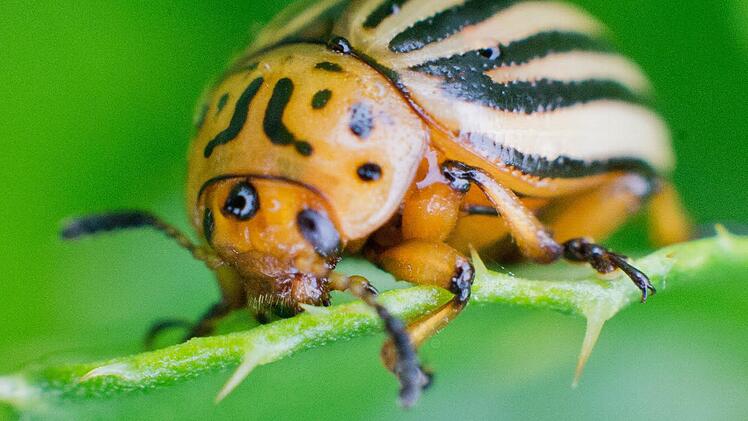 Kartoffelkäfer sehen nett aus, sorgen aber für jede Menge Ärger. Sie und ihre Larven machen Kartoffelpflanzen kaputt. Foto: Julian Stratenschulte/dpa