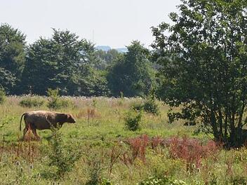 Eines der Rinder, die auf den Flächen bei Schweighof weiden, sucht nach dem Trinken schon wieder nach einem schattigen Platz unter den Büschen. Fotos: Rainer Lutz