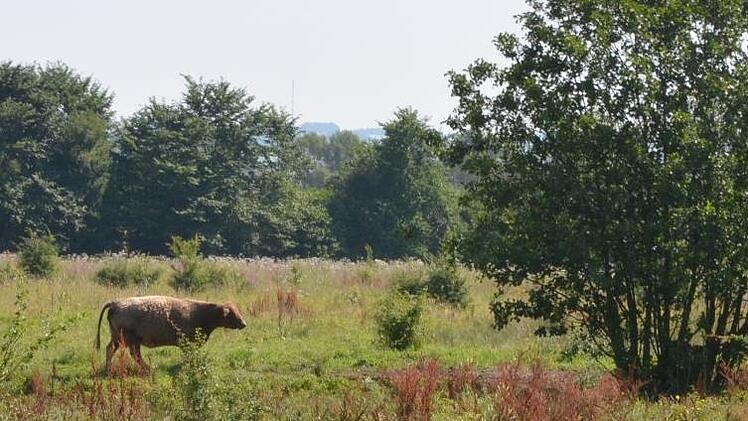 Eines der Rinder, die auf den Flächen bei Schweighof weiden, sucht nach dem Trinken schon wieder nach einem schattigen Platz unter den Büschen. Fotos: Rainer Lutz