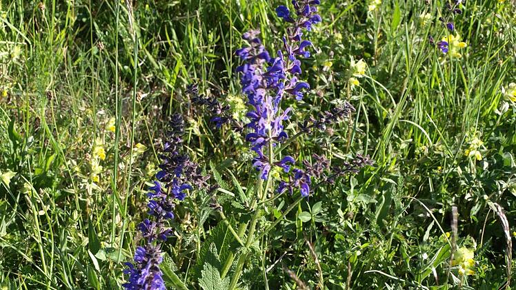 Pflanzengesellschaft mit Wiesensalbei aus der Kalkschicht