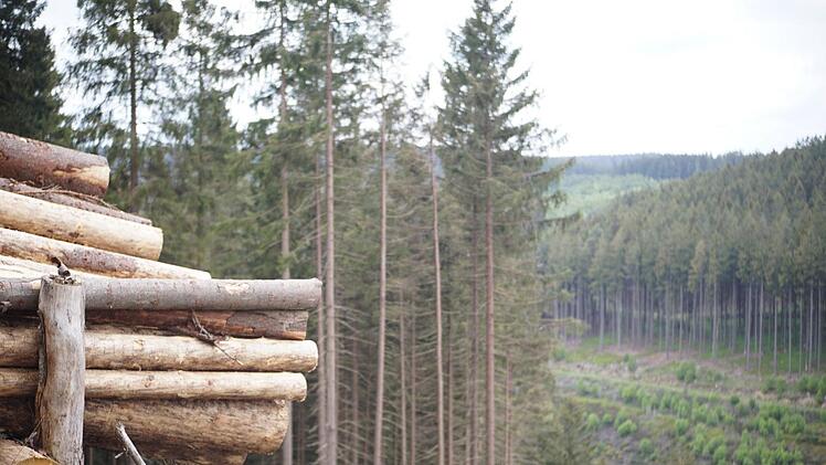 Neben dem Kahlschlag entlang der Bahnlinie entstehen im Frankenwald immer mehr Lücken. Foto: Bastian Sünkel