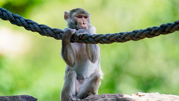 Rhesusaffen-Gruppe in Witten ausgeb&uuml;xt