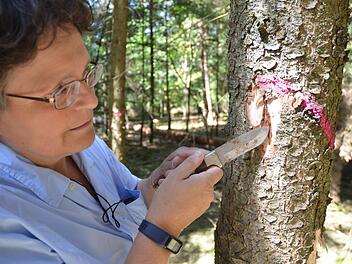 Anke Schäfer zeigt die Bohrgänge in denen der Buchdrucker gerade unterwegs ist.Rainer Lutz