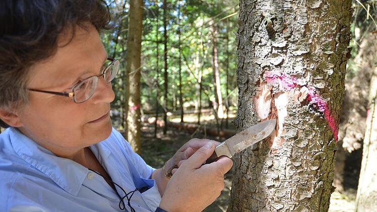 Anke Schäfer zeigt die Bohrgänge in denen der Buchdrucker gerade unterwegs ist.Rainer Lutz
