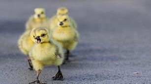 Kanadagansfamilie auf der Stra&szlig;e