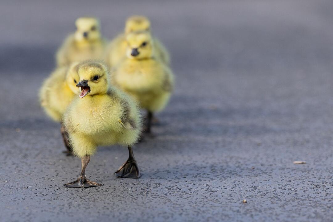 Kanadagansfamilie auf der Stra&szlig;e