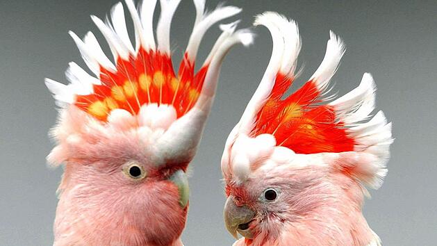 Es kann der bunteste Kakadu nicht in Frieden leben - wenn es den Nachbarn nicht gefällt. Foto: Patrick Pleul, dpa