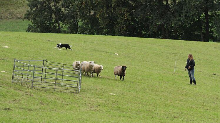 Franken-Trial der Border Collies  Foto: Sonny Adam