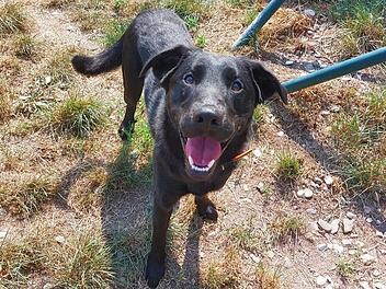 Bamberg: Junger Hund sucht Zuhause bei aktiven Menschen - wer nimmt ihn auf?