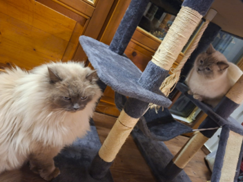 Gestohlener Kater gefunden - "Hubert" und "Staller" wieder vereint