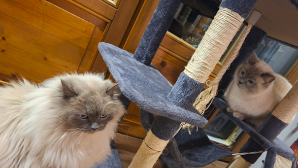 Gestohlener Kater gefunden - "Hubert" und "Staller" wieder vereint