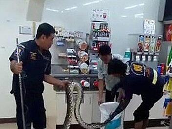 Vier Meter ma&szlig; die Python, die es sich in einem Lebensmittelmarkt in Thailand bequem gemacht hatte. Foto: dpa