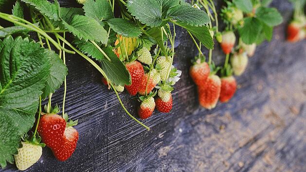 Erdbeeren auf dem Balkon anbauen: ein Naschbalkon
