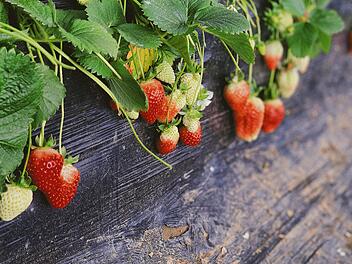 Erdbeeren auf dem Balkon anbauen: ein Naschbalkon