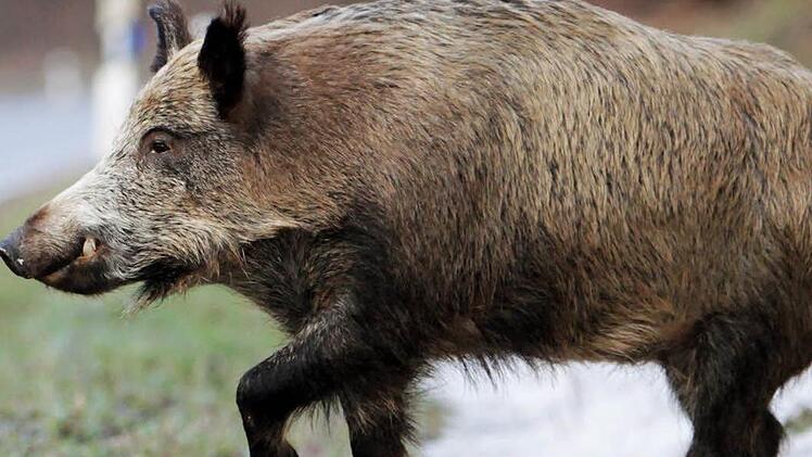 Symbolbild: Fredrik von Erichsen/dpa