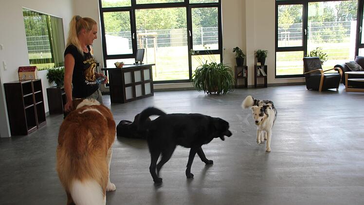 Britta Merkel lässt die Hunde miteinander spielen.