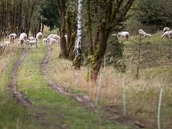 Schafe weiden auf dem ehemaligen Kolonnenweg bei Eisfeld  Foto: dpa