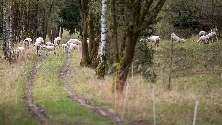 Schafe weiden auf dem ehemaligen Kolonnenweg bei Eisfeld  Foto: dpa