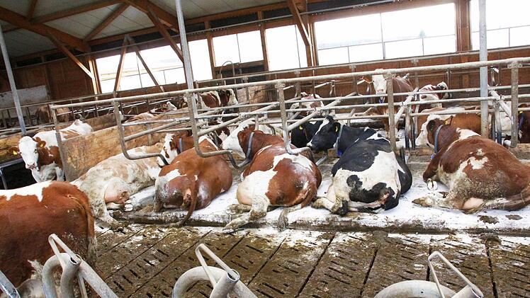 Besuch im Stall von Christine und Christian Werner in Poxdorf. Foto: Josef Hofbauer