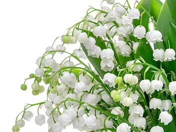 Das Maigl&ouml;ckchen ist nur eine von vielen giftigen heimischen Pflanzen. Foto: Timmary - stock.adobe.com