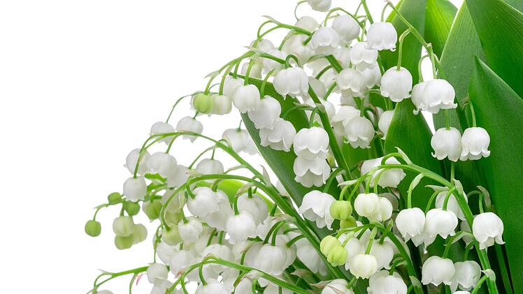 Das Maiglöckchen ist nur eine von vielen giftigen heimischen Pflanzen. Foto: Timmary - stock.adobe.com