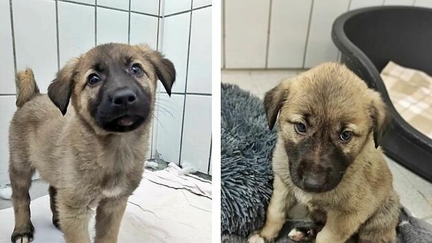 Tierheim Feucht: Welpe aus illegalem Transport gestorben