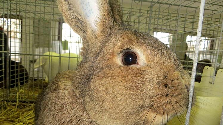 Ein Kaninchen war schöner als das andere.  Richard Sänger