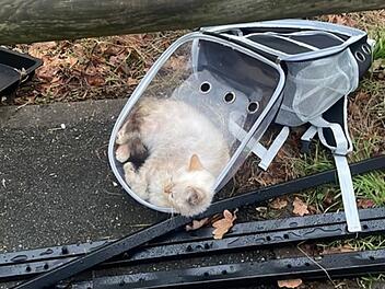 "Muss bestraft werden": Kränkliche Katze in Nürnberg ausgesetzt - Peta bietet Belohnung für Hinweise