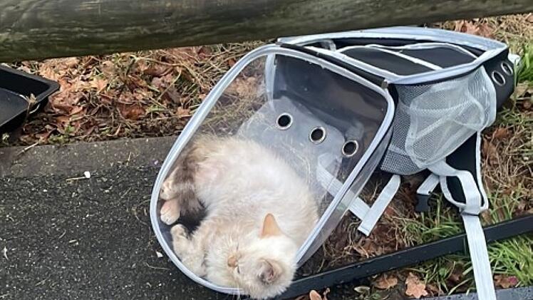 "Muss bestraft werden": Kränkliche Katze in Nürnberg ausgesetzt - Peta bietet Belohnung für Hinweise