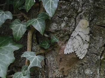 Schwammspinner legen an der Rinde Eier ab, in den Gelegen überwintern die Räupchen. Foto: AELF