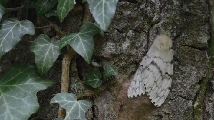 Schwammspinner legen an der Rinde Eier ab, in den Gelegen überwintern die Räupchen. Foto: AELF