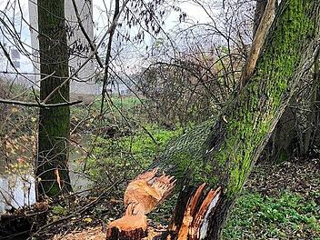 Bissspuren am Baum bei Neuhaus