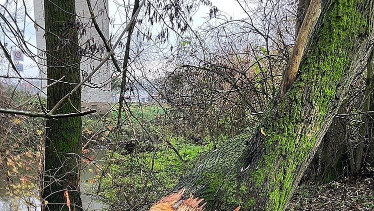 Bissspuren am Baum bei Neuhaus