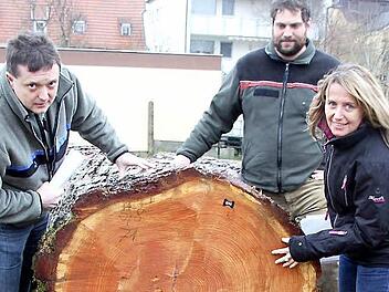 477 Euro je Festmeter gab's für diese stattliche, rund 150 Jahre alte Lärche aus dem Gemeindewald von Wartmannsroth. Noch einer der Spitzenbäume aus dem Kreis Bad Kissingen. Die Qualität begutachten hier die Vertreter der Forstbetrieblichen Gemeinschaft Haßberge, Jürgen Schafhauser, Förster Christian Mehlhorn und Geschäftsführerin Birgitt Ulrich. Foto: Ralf Kestel