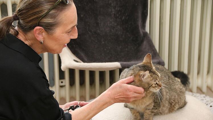Tierheimleiterin Ursula Boehm streichelt Rufus, ein Kater der ein neues Zuhause sucht. Foto: Thomas Malz