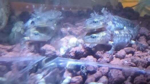 Feuersalamander-Larven im Aquarium von Hans-Georg Mommsen. Foto: Mommsen