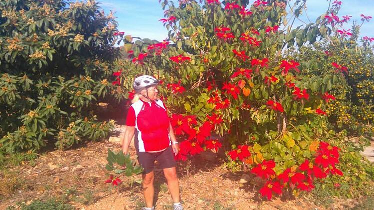 Was in Deutschland in einen kleinen Blumentopf passt, ist in Spanien ein riesiger Strauch: Christine Raab vor einem Weihnachtsstern.  Foto: Clemens Raab