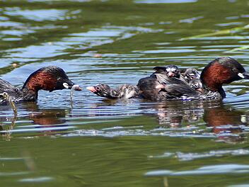 Auch eine Zwergtaucher-Familie hat Josef Röhrle bei seinen Streifzügen gefilmt. Foto: Josef Röhrle