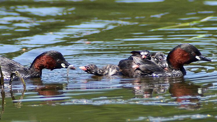 Auch eine Zwergtaucher-Familie hat Josef Röhrle bei seinen Streifzügen gefilmt. Foto: Josef Röhrle