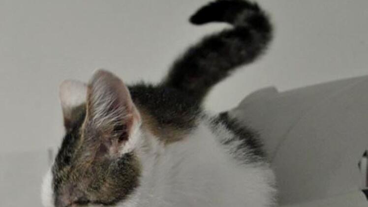 Tierheim Hof: Kater Manni musste sich durchs Leben k&auml;mpfen - jetzt braucht er viel Liebe