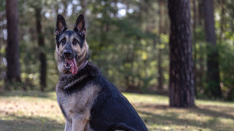 Tierheim Nürnberg: Schäferhund Hektor nachts an Baum gebunden