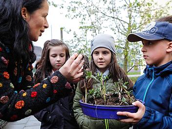 BR-Redakteurin Dagmar Besand pflanzt mit den Grundschülern Mia Kamlowski, Linda Langer und Danel Winkler die Topinambur-Knollen ein. Foto: Matthias Hoch