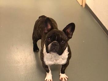 Tierheim Hersbruck: nach Trennung abgegeben - Französische Bulldogge Bella sucht neues Zuhause