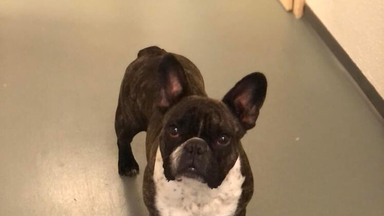 Tierheim Hersbruck: nach Trennung abgegeben - Französische Bulldogge Bella sucht neues Zuhause