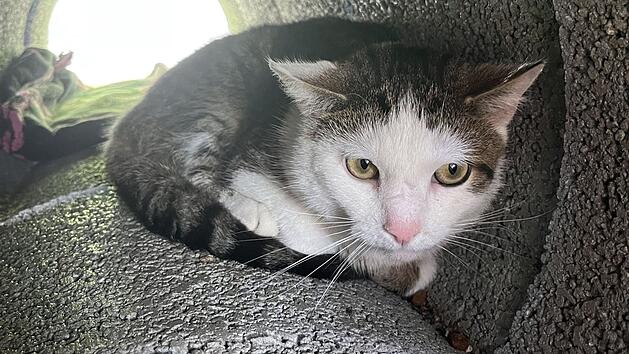 Tierheim Bamberg sucht Zuhause mit Freigang f&uuml;r kastrierten Kater R&uuml;diger