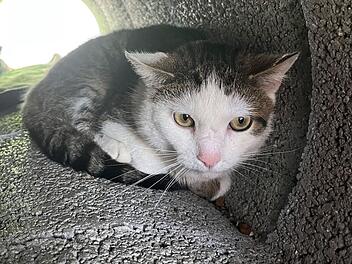 Tierheim Bamberg sucht Zuhause mit Freigang für kastrierten Kater Rüdiger