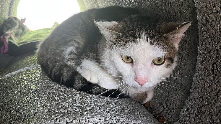 Tierheim Bamberg sucht Zuhause mit Freigang für kastrierten Kater Rüdiger